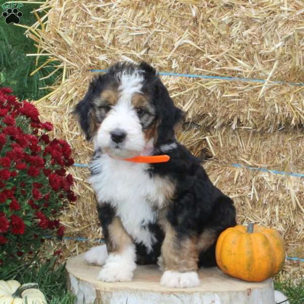 Mum, Bernedoodle Puppy